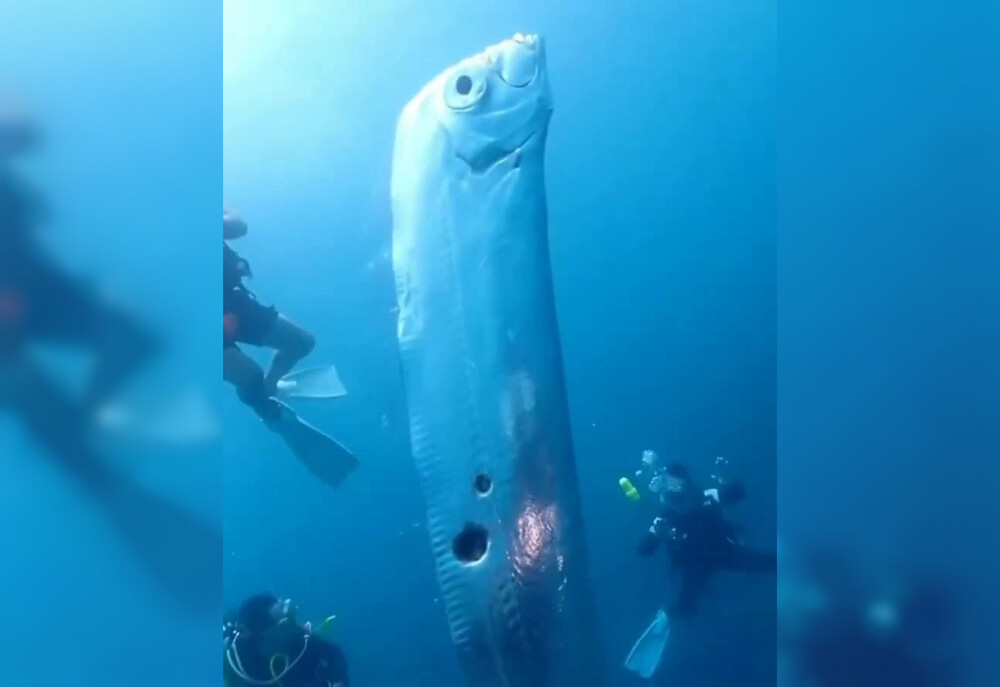 Giant 'doomsday fish' riddled by cutter shark off Taiwan coast (2 ...