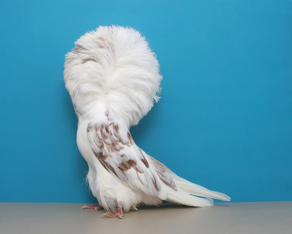 Обзор необыкновенных голубей: рассматриваем распространенные декоративные виды