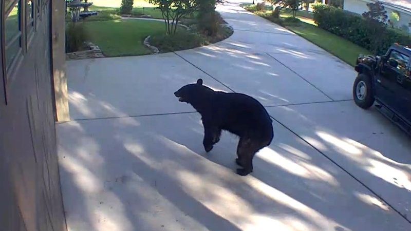 В США на видео попал медведь, который пробрался в дом и украл еду из холодильника