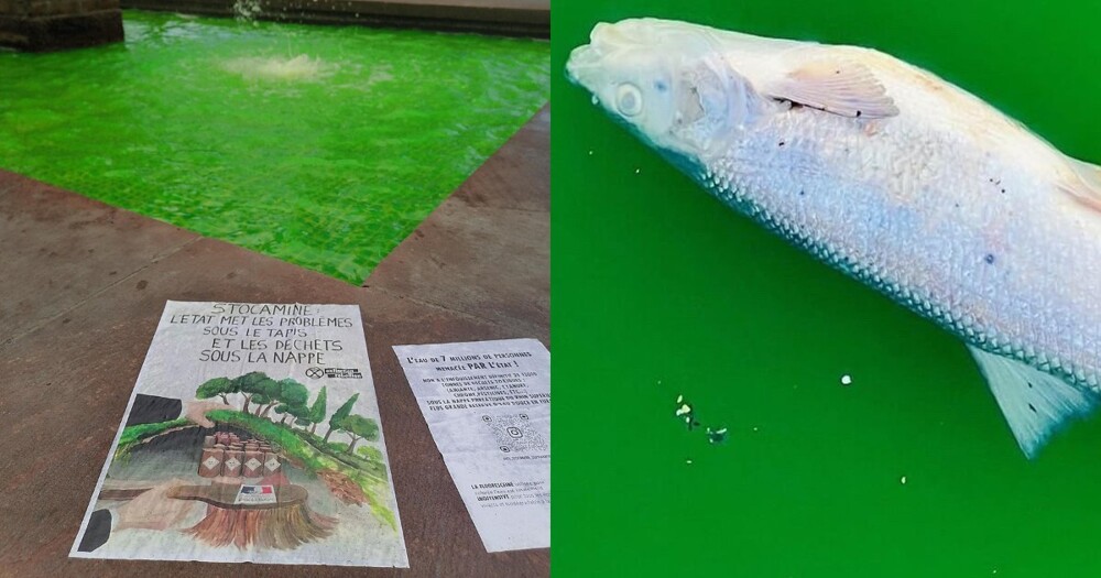 Extinction Rebellion activists killed dozens of fish with green-dye  protest, says mayor