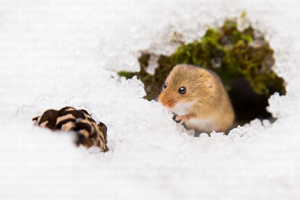 The smallest rodent in the world (8 photos) » Nevsedoma