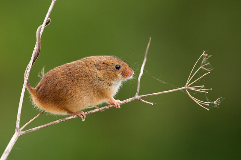 The smallest rodent in the world (8 photos) » Nevsedoma