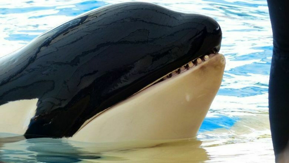 Wearing A Fish Hat And Sinking Boats: 3 Ways Killer Whales Show Their ...