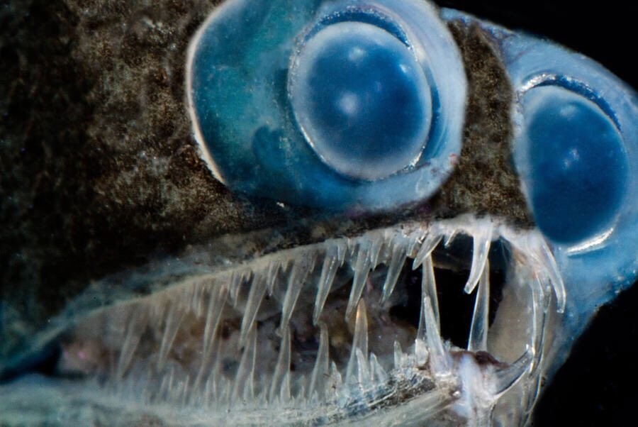 Nightmare hallucination how a deep sea telescope fish lives 5 photos 1 video Nevsedoma