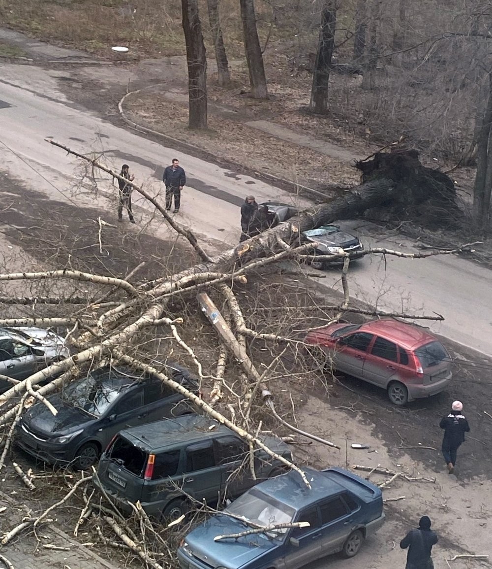 Упавшее дерево раздавило машину с людьми (5 фото + 1 видео) » Невседома