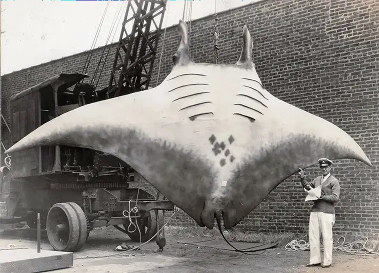 30 retro photos of fishermen with big catches (31 photos) » Nevsedoma