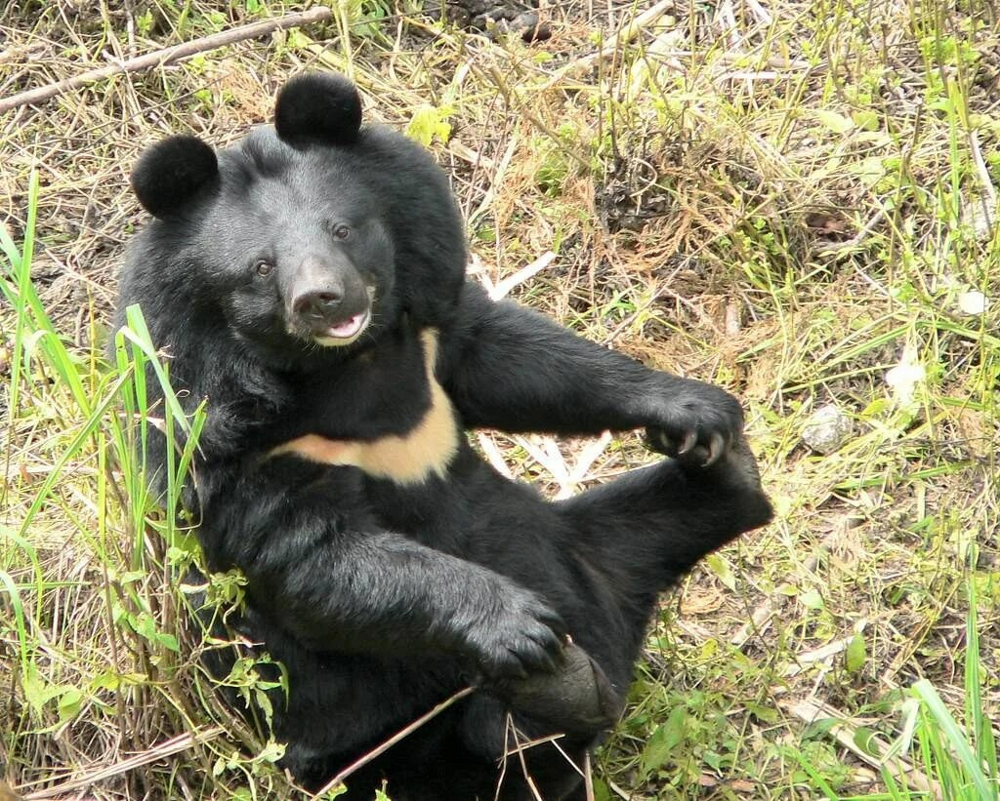 Himalayan bear: an animal that lives in the mountains and builds dens right  in the trees (11 photos) » Nevsedoma