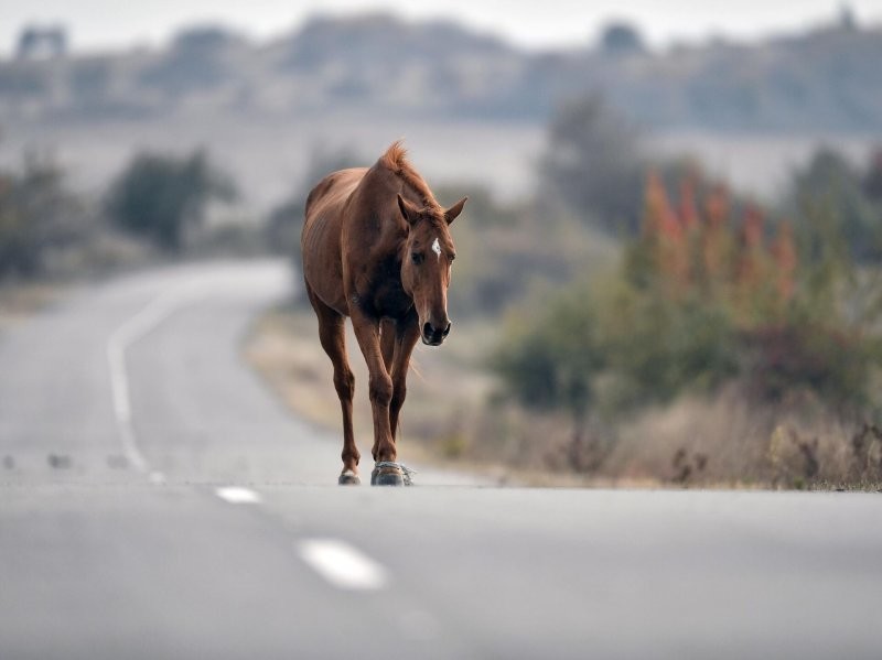 Why Do Horses Need Horseshoes?