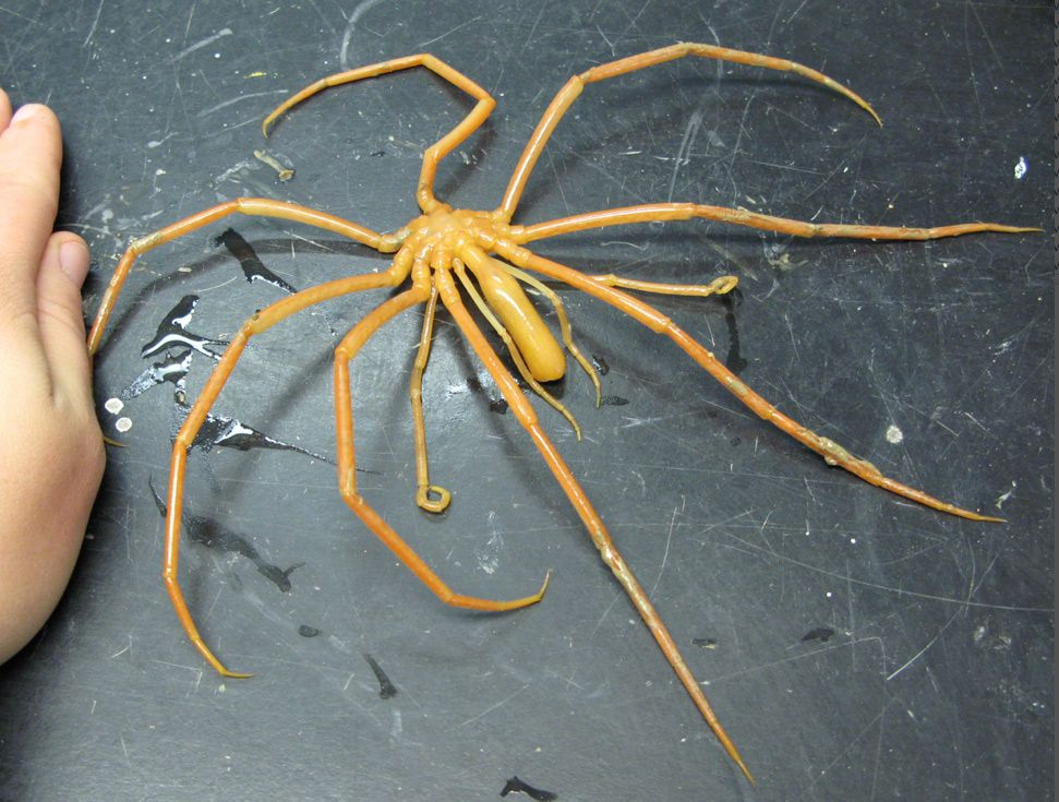 The deep seas hide giant sea spiders from us (10 photos) » Nevsedoma