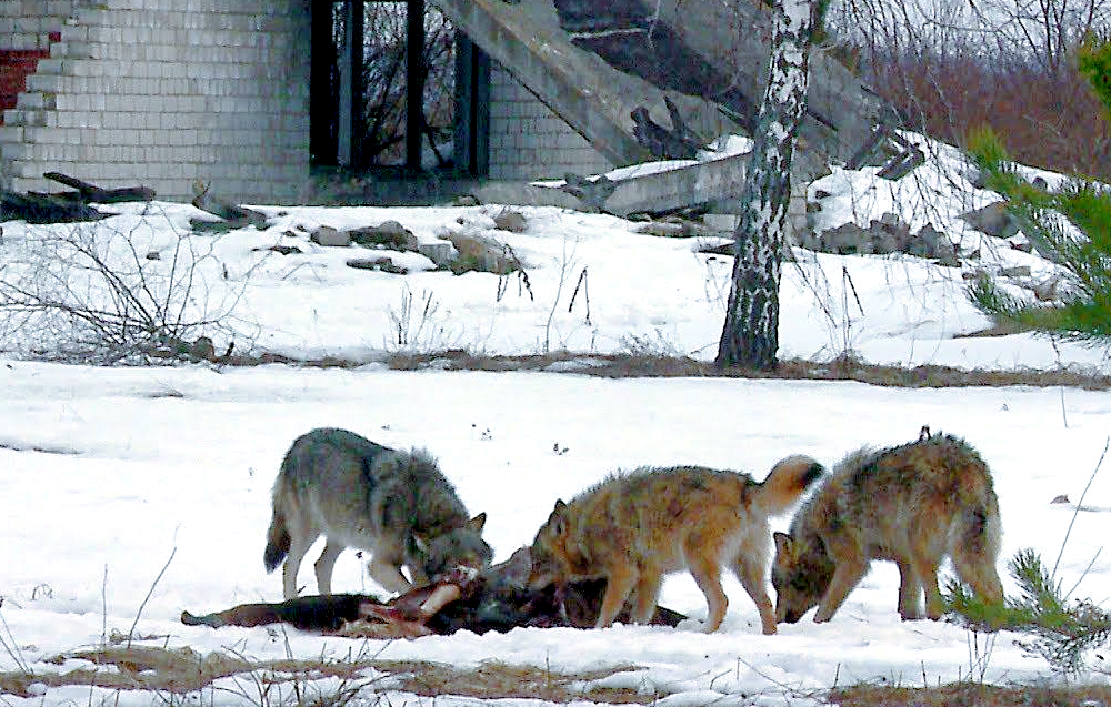 Scientists unexpectedly found that Chernobyl wolves have mutated and ...