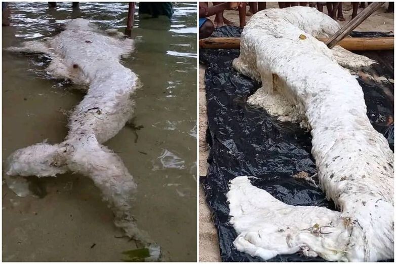 An unidentified monster washed up on a beach in Malaysia (8 photos + 2 ...