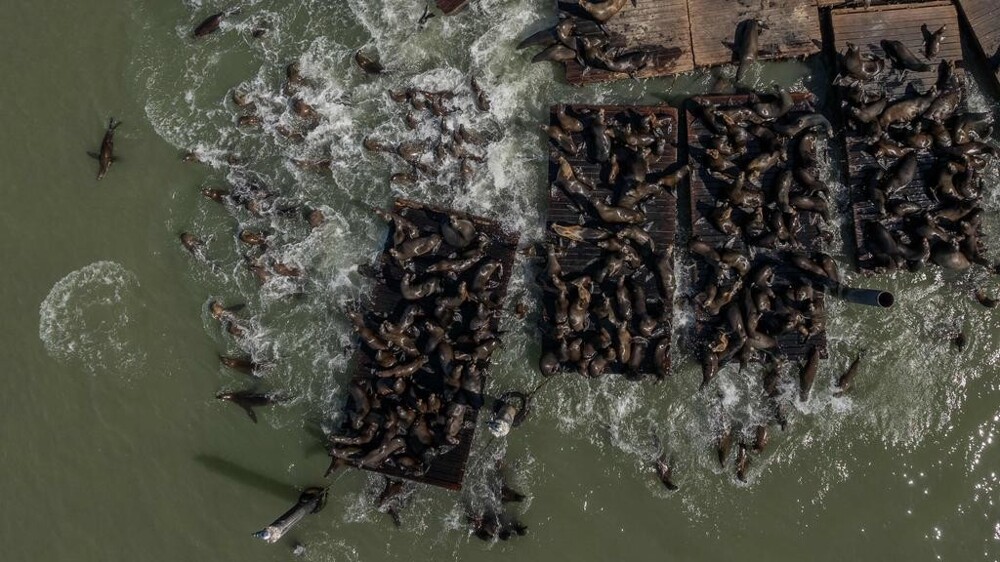 Incredible sight on the pier in San Francisco (5 photos + 1 video