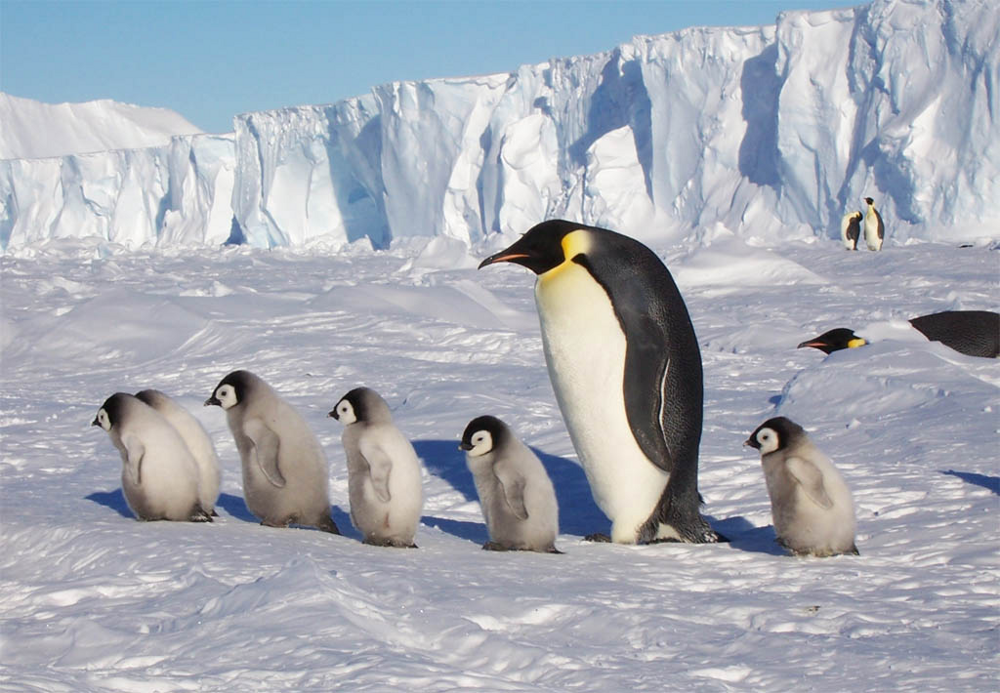 King penguin: why did these birds extend their childhood for 16 months ...