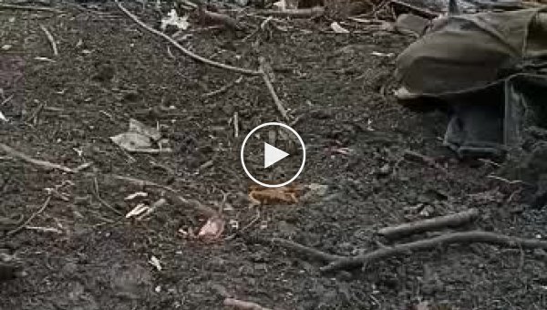 Выстрелы с передовой, позиции, заваленные штурмовым русским мясом