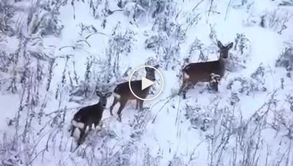Three roe deer among a snow-covered field on the front line peer into the camera of a Ukrainian UAV