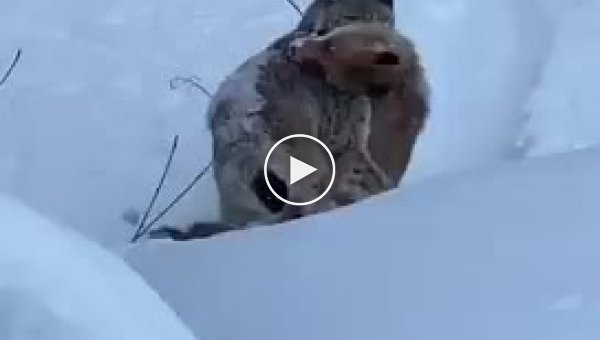 Рысь поймала лису и попала на видео