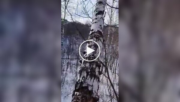 Попытка россиянина уронить трухлявое дерево