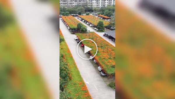 Парковки с «зелеными» крышами в Китае