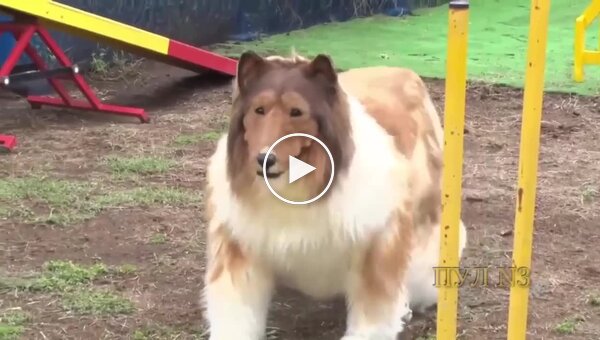 Японец, который стал собакой, теперь проходит курсы дрессировки и готовится к соревнованиям среди псов