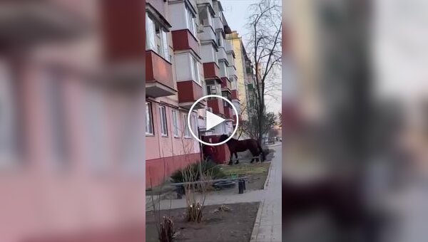 Пьяный белорус привел домой коня в качестве сюрприза для сына в Гомеле
