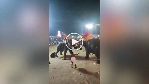 Драка слонов в Индии попала на видео