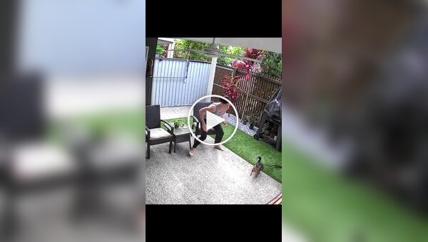 Нападение питона на кошку попало на видео (тише звук)