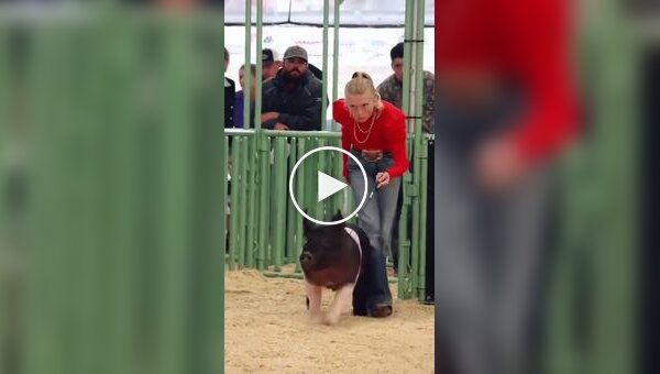 Как выглядит соревнование по выпасу свиней
