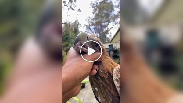 Клинохвостый орел - самый грозный пернатый хищник Австралии
