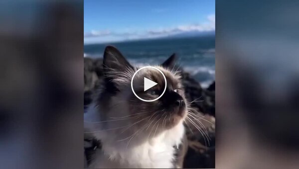 Кот наслаждается морским воздухом
