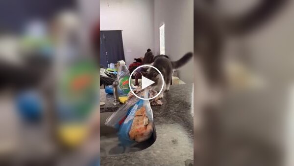 Котенок пытается стащить пакет с едой