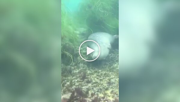 Как тюлени спят под водой