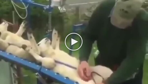 Вакцинация овечек