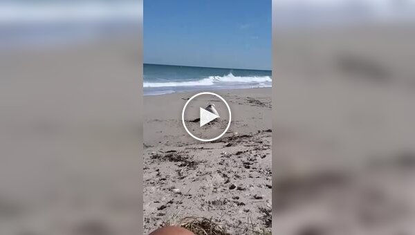 Пес увлеченно копает яму на пляже