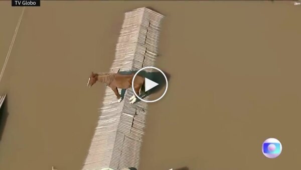 В Бразилии лошадь, спасаясь от наводнения, забралась на крышу
