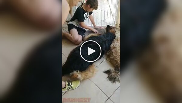 Собака начала оплакивать своего друга, посчитав, что он мертв