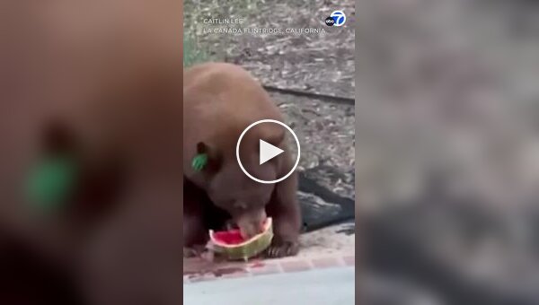 Медведь украл еду из холодильника семьи и съел ее у них на глазах