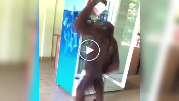 Орангутан забрал напиток из холодильника