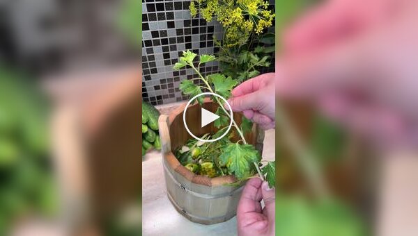 Самые хрустящие огурчики