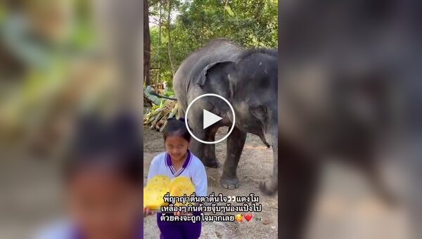 Маленькая певица и большой друг: слон благодарит девочку за вкусняшки и песню