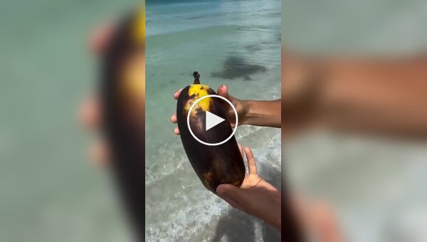 На Гавайях нашли короля бананов