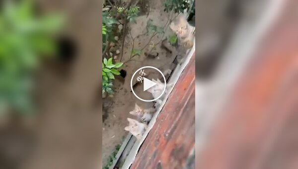Нашествие голодных котиков